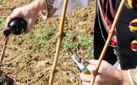 Традиции, вино и фолклор –  Генерал Тошево отбелязва Трифон Зарезан