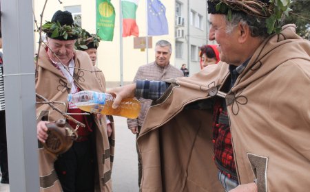 В Крушари зарязаха лозите