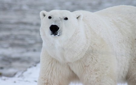 На 27 февруари се отбелязва Международният ден на полярната мечка