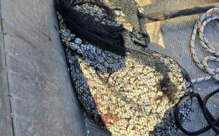 В Черно море хванаха нарушители с лодки и 134 кг бяла пясъчна мида