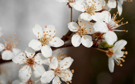 В България Днес настъпва астрономическата пролет
