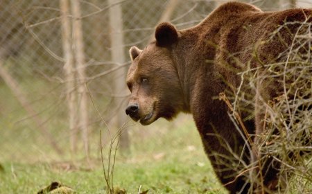 Любимците на зоопарка Берна и Костадин се събудиха след зимния сън