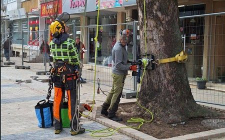 Подрязват короните на два чинара в центъра на Добрич
