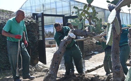 Едроразмерните кактуси и сукуленти, емблема на Ботаническата градина в Балчик, вече са на открито