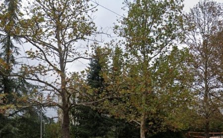 ДобръЖънци с поредна акция за почистване тази неделя