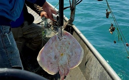 Служители на ИАРА Добрич върнаха 3 калкана и 10 морски лисици в морето