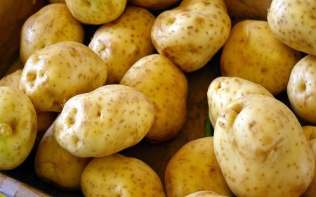 Картофопроизводителите са подпомогнати с близо 1,4 млн. лева за борба с теления червей