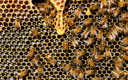 На 8 юли почитаме свети великомъченик Прокопий