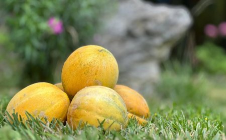 Празникът на пъпеша ще събере любителите на вкусния плод в с. Българево