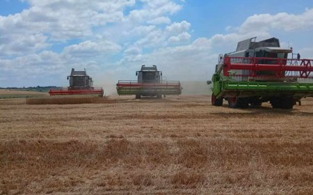 77,5 хектара площи с пшеница са унищожени при пожари в  Добричка област