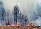 Започна приемът на заявления за противопожарни мерки в горите