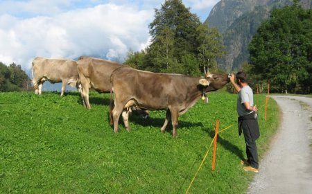 Утвърдени са ставките по помощта de minimis за животновъди и пчелари през 2025 година
