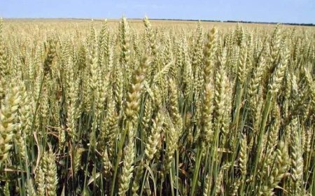 Общинската служба по земеделие в Генерал Тошево обяви предварителните регистри за новата стопанска година