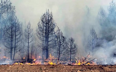 Започна приемът на заявления за противопожарни мерки в горите