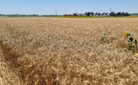 Жътвата на пшеница в Добричка област приключи при среден добив 652,9 кг/дка