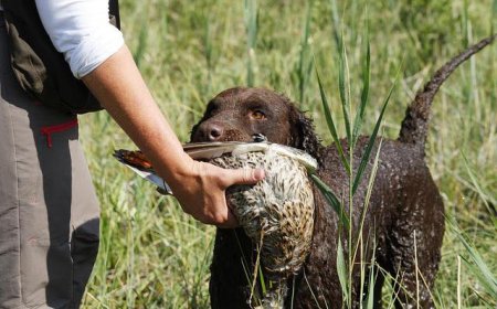 Открива се ловният сезон за пъдпъдък, гургулица, гривяк и бекаси
