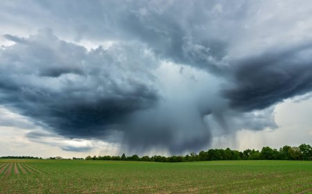 До 15 август, включително, земеделските стопани могат да подават заявления за плащане по интервенцията за застраховане на реколтата
