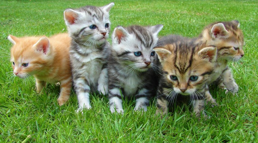 8 август е Международният ден на котките