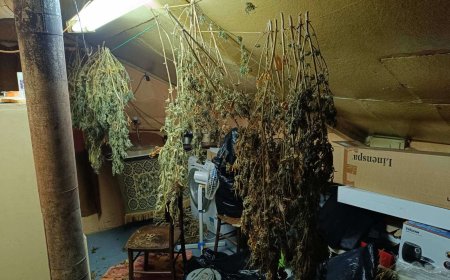 Районна прокуратура – Добрич привлече към наказателна отговорност 37-годишен мъж за незаконно отглеждане на коноп