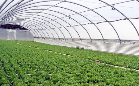 Стартира прием по de minimis за подпомагане на земеделски стопани, произвеждащи оранжерийна продукция, картофи, тютюн, култивирани гъби и маслодайна роза