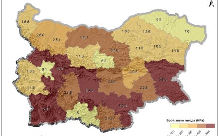 С 33% се е увеличила гнездящата популация на белия щъркел у нас през последните 10 години