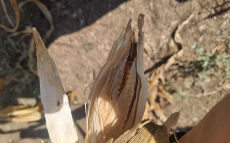 В три от общините приключи жътвата на царевица