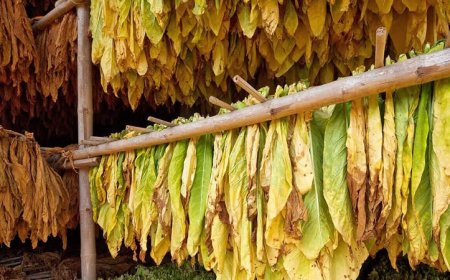 До 10 ноември стопаните, произвеждащи оранжерийна продукция, картофи, тютюн, култивирани гъби и маслодайна роза кандидатстват за подпомагане по de minimis