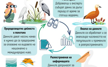 В средата на януари предстои преброяване на водолюбивите птици