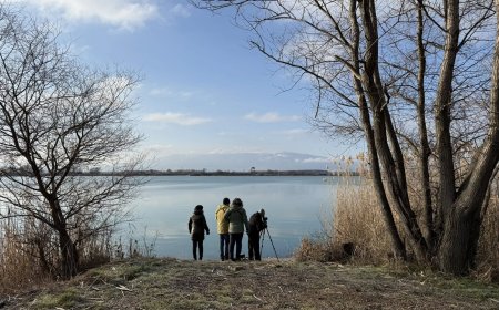 99 вида водолюбиви птици са установени при  Среднозимното преброяване у нас