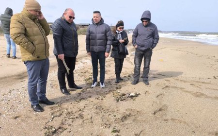 Не са установени заразни заболявания по мъртвите птици, изхвърлени от морето край Шабла