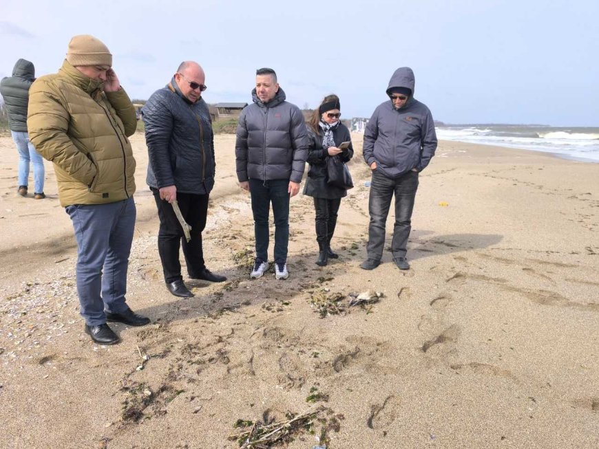 Не са установени заразни заболявания по мъртвите птици, изхвърлени от морето край Шабла