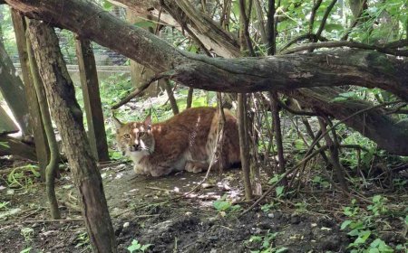 Младият рис Джаро е новият обитател на Зооцентър – Добрич