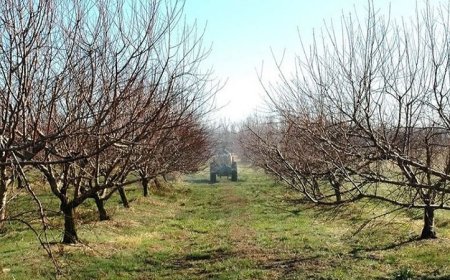 Овощарите и градинарите получиха над 2,6 млн. евро за първия етап от помощта за зимни пръскания