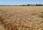 Над 157 000 декара с пшеница вече са ожънати в Добричка област