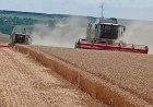 От 600 до 750 кг от декар пшеница жънат в Добричка област