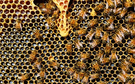 На 8 юли почитаме свети великомъченик Прокопий