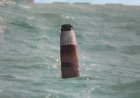 ВМС: Забелязаният обект в морето край Тюленово е стартов двигател