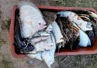 34 калкана конфискувани в Шабленско
