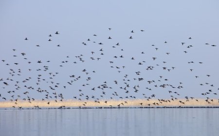Европейският ден на птиците се отбелязва днес