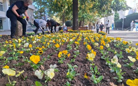 Теменужки, парички, незабравки в есенното зацветяване в Добрич