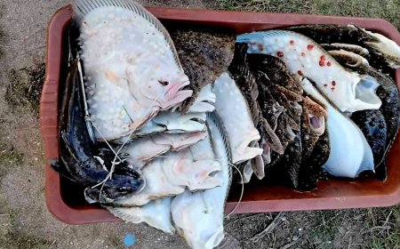 34 калкана конфискувани в Шабленско