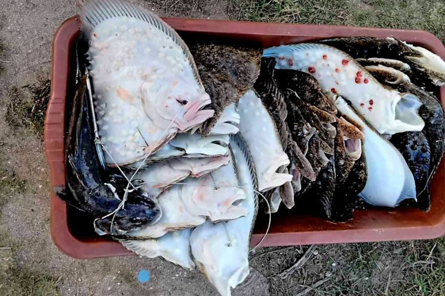 34 калкана конфискувани в Шабленско