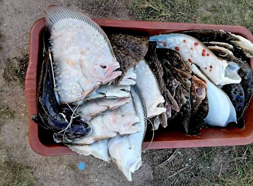 34 калкана конфискувани в Шабленско