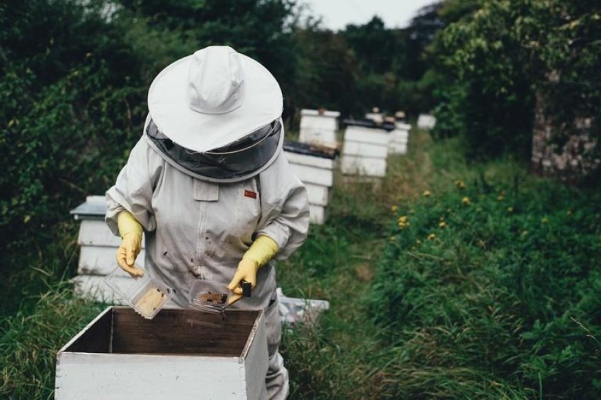 Още седмица приемат документи по пчеларската програма за 2022 г.