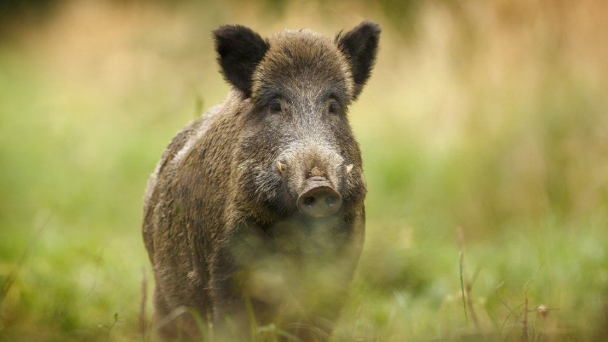 Удължава се срокът за групов лов на дива свиня до 16 януари 