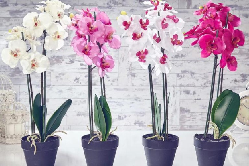 Водка, канела, мека светлина – какво още обичат орхидеите