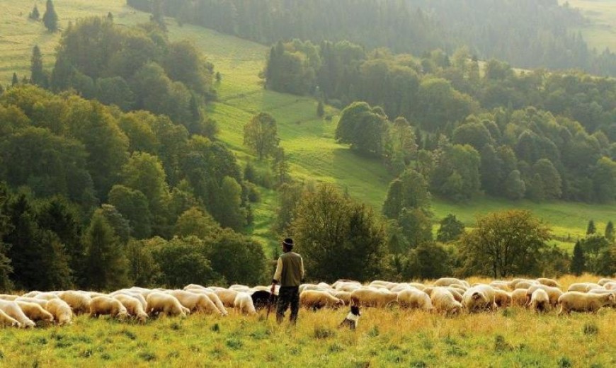 120 дни свободна паша – едно от условията за хуманно отношение за овце и говеда