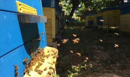 Със затоплянето на времето отваряме кошерите за първия пролетен преглед
