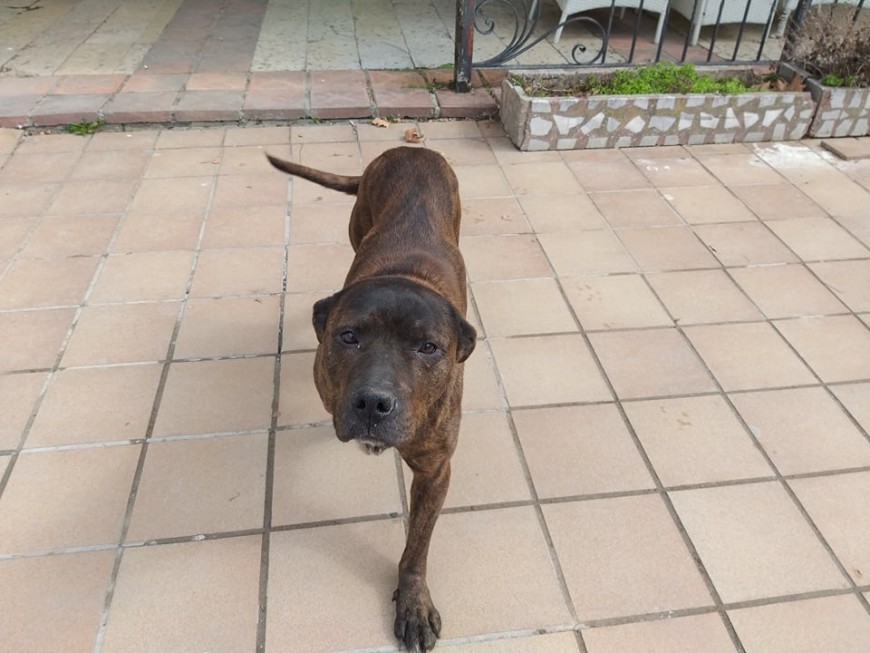 Намерено е куче в центъра на Добрич, търсят се собствениците