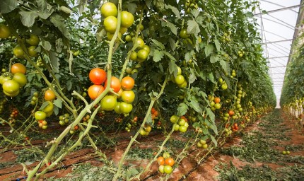 До дни стартира схемата за застраховане на продукцията